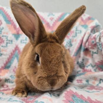 Cinnamon and American Sable Rabbits Available for Adoption in Evansville, Indiana - Quasimodo | PetCurious