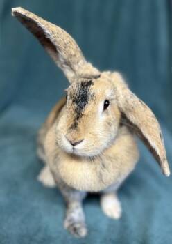 American Rabbits Available for Adoption - Heather | PetCurious