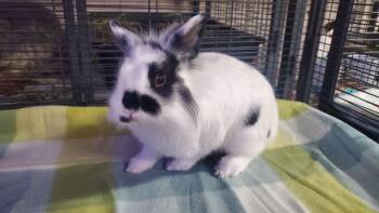 Starlight -  Lionhead and Dwarf Rabbit for Adoption - Starlight | PetCurious