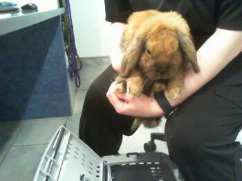 PICCOLO -  Bunny Rabbit Rabbit for Adoption in Charlotte, North Carolina - PICCOLO | PetCurious