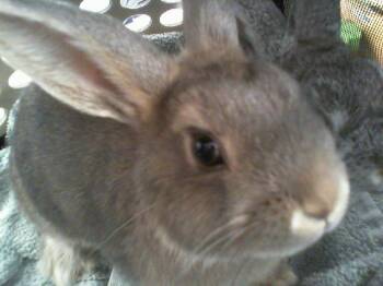A1271637 -  Bunny Rabbit Rabbit for Adoption in Charlotte, North Carolina - A1271637 | PetCurious