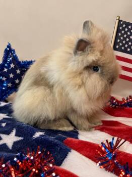 Freedom -  Lionhead Rabbit for Adoption in Marshfield, Wisconsin - Freedom | PetCurious
