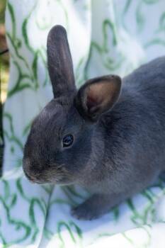Beveren Rabbits Available for Adoption in Bishopville, South Carolina - Handsome | PetCurious