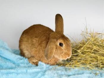 Bunny Rabbit Rabbits Available for Adoption in Fort Lauderdale, Florida - EUGENE | PetCurious