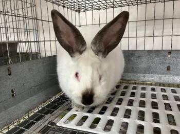 Jupiter -  Californian Rabbit for Adoption in Pflugerville, Texas - Jupiter | PetCurious