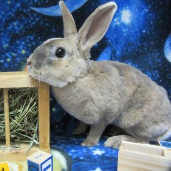 Rex and Bunny Rabbit Rabbits Available for Adoption in Wilmington, Delaware - Kiwi | PetCurious