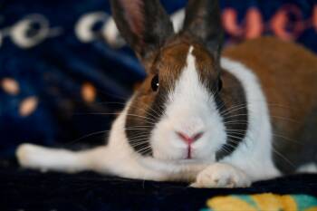 Dutch Rabbits Available for Adoption in Garland, Texas - Ariel | PetCurious
