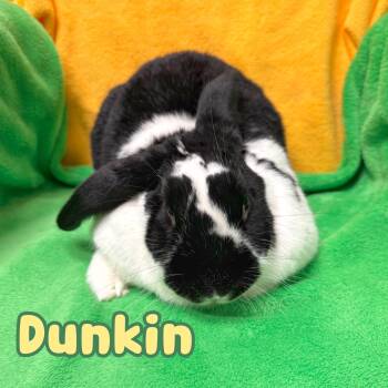 Bunny Rabbit Rabbits Available for Adoption in Roseville, California - Dunkin | PetCurious