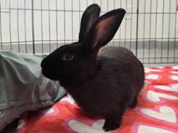 Bunny Rabbit Rabbits Available for Adoption - Ravioli | PetCurious