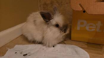 Twinkle -  Lionhead Rabbit for Adoption in Melbourne, Florida - Twinkle | PetCurious