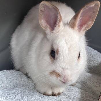 Rex Rabbits Available for Adoption in Melbourne, Kentucky - Snowdrop | PetCurious