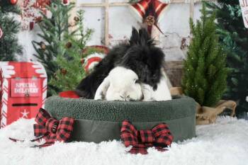 Rescue Lionhead Rabbits for Adoption in Westbrook, Maine - Bean *bonded To Bugs* | PetCurious