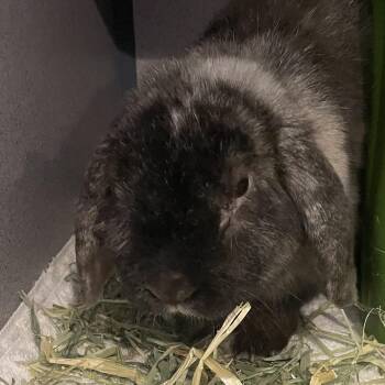 Big Bub -  American Fuzzy Lop Rabbit for Adoption in Allentown, Pennsylvania - Big Bub | PetCurious