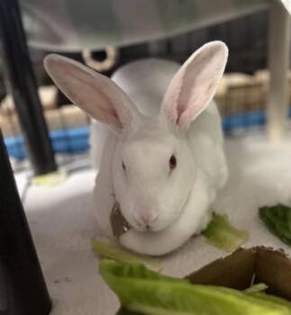 Alizee -  Bunny Rabbit Rabbit for Adoption in Montreal, Quebec - Alizee | PetCurious