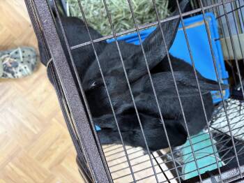 Windy -  New Zealand Rabbit for Adoption in Hillsborough Township, New Jersey - Windy | PetCurious