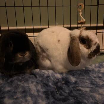 Smokey (and Dawn) -  Holland Lop Rabbit for Adoption in Baltimore, Maryland - Smokey (and Dawn) | PetCurious