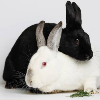 Rescue Californian Rabbits for Adoption in Mill Valley, California - Cleo / Leo | PetCurious