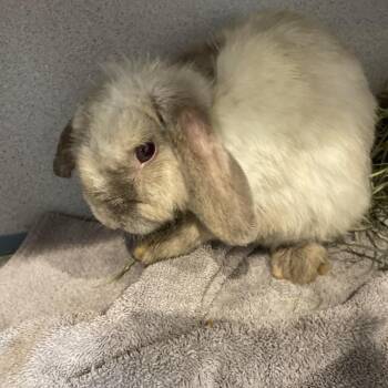 Mama Skrunkly -  Bunny Rabbit Rabbit for Adoption in Allentown, Pennsylvania - Mama Skrunkly | PetCurious