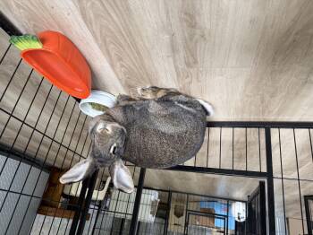 Rescue American Rabbits for Adoption in Frederick, Maryland - Winkie | PetCurious