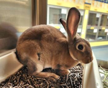 Rescue Mini Rex Rabbits for Adoption in St. Louis, Missouri - LOLLIPOP | PetCurious