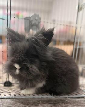 Lionhead Rabbits Available for Adoption in Marshfield, Wisconsin - Briar *Bonded To Bria* | PetCurious