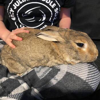 American and New Zealand Rabbits Available for Adoption - Cash | PetCurious