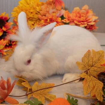 Lionhead Rabbits Available for Adoption in Napa, California - Cream Cheese | PetCurious