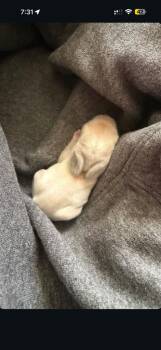 Zaire (Neonatal baby) -  Bunny Rabbit Rabbit for Adoption in Santa Cruz, California - Zaire (Neonatal Baby) | PetCurious