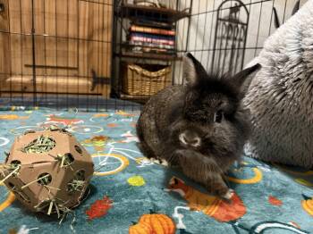 Valentino -  Dwarf and Lionhead Rabbit for Adoption in Little Rock, Arkansas - Valentino | PetCurious