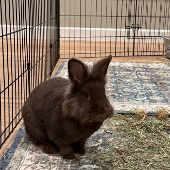 Lionhead Rabbits Available for Adoption - Consuela | PetCurious