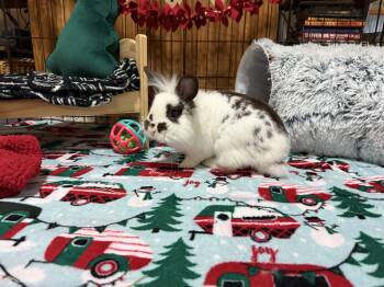 Rescue Dwarf and Lionhead Rabbits for Adoption in Little Rock, Arkansas - Theo | PetCurious