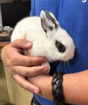 Bunny Rabbit Rabbits Available for Adoption in Camarillo, California - ERNIE | PetCurious