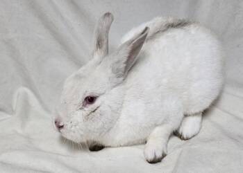 Pilsner -  Bunny Rabbit Rabbit for Adoption in Westford, Massachusetts - Pilsner | PetCurious