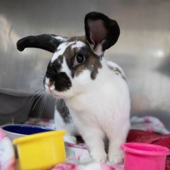 Rescue English Spot Rabbits for Adoption in Richmond, California - Yeti | PetCurious