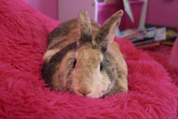 Mix and Match -  Lionhead Rabbit for Adoption in Saint Charles, Missouri - Mix And Match | PetCurious