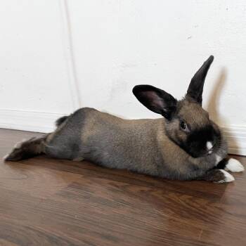 Tokki -  Dutch and English Lop Rabbit for Adoption in Tucson, Arizona - Tokki | PetCurious