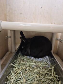 Bunny Rabbit Rabbits Available for Adoption - Hecuba | PetCurious