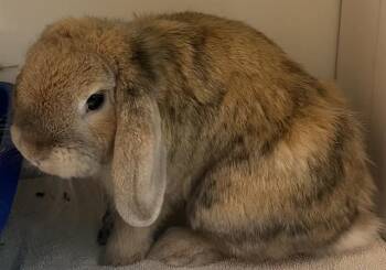 MR. PEANUT -  Bunny Rabbit and English Lop Rabbit Available for Adoption - MR. PEANUT | PetCurious