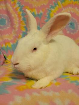 Rumble -  Bunny Rabbit Rabbit for Adoption in Ankeny, Iowa - Rumble | PetCurious