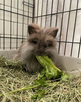 Lionhead Rabbits Available for Adoption in Dedham, Massachusetts - OPHELIA | PetCurious