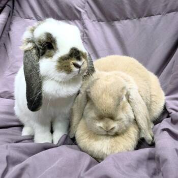 Willow -  Bunny Rabbit Rabbit for Adoption in Michigan City, Indiana - Willow | PetCurious