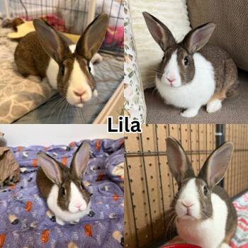 Lila -  Dwarf Rabbit for Adoption in Ripon, California - Lila | PetCurious