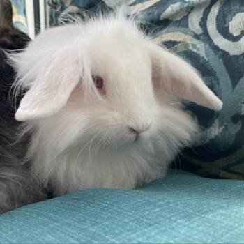 American Rabbits Available for Adoption - Alfredo (bonded To Hazel) | PetCurious