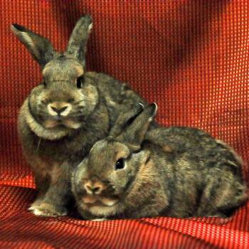 Rescue Bunny Rabbit Rabbits for Adoption in Erie, Colorado - Maple Bonded With Spruce | PetCurious