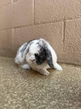 Rescue Holland Lop Rabbits for Adoption in Laguna Beach, California - Pepper | PetCurious