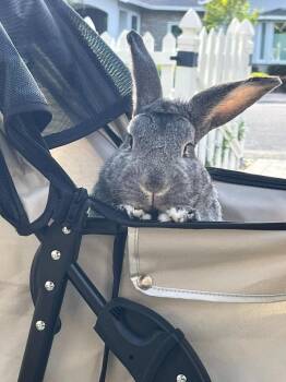 Auggie -  Bunny Rabbit Rabbit for Adoption in Santa Cruz, California - Auggie | PetCurious