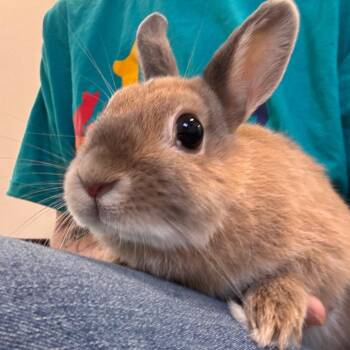 SoSo -  Netherland Dwarf Rabbit for Adoption in Clearwater, Florida - SoSo | PetCurious
