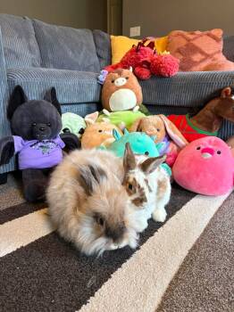 Wooly and Sweater Weather -  Angora Rabbit Rabbit for Adoption in Saint Charles, Missouri - Wooly And Sweater Weather | PetCurious