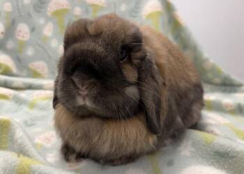 Mopsie -  Holland Lop Rabbit for Adoption in Westford, Massachusetts - Mopsie | PetCurious