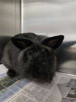Rescue Hotot Rabbits for Adoption in Tallahassee, Florida - SELENA | PetCurious